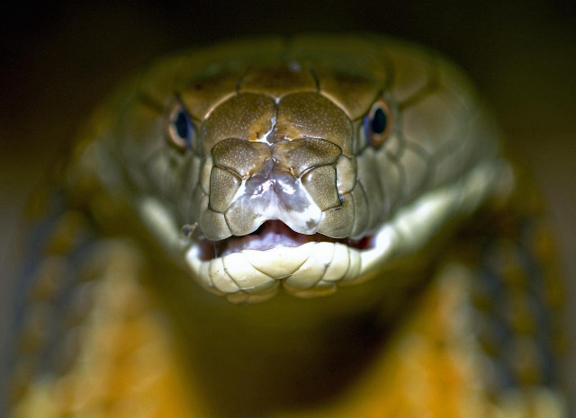 Cobra open mouth tongue blurry free wallpaper - medium preview image