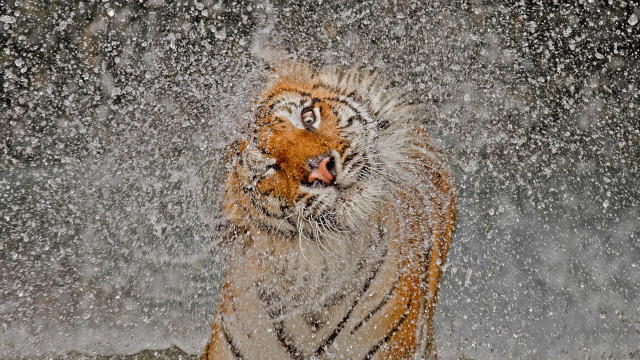 Tiger water play impressionist award free wallpaper - medium preview image