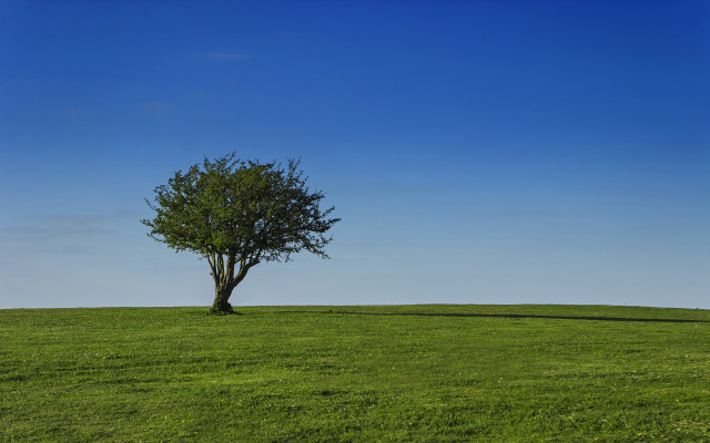 Lone tree grassy field blue #5 free wallpaper - medium preview image