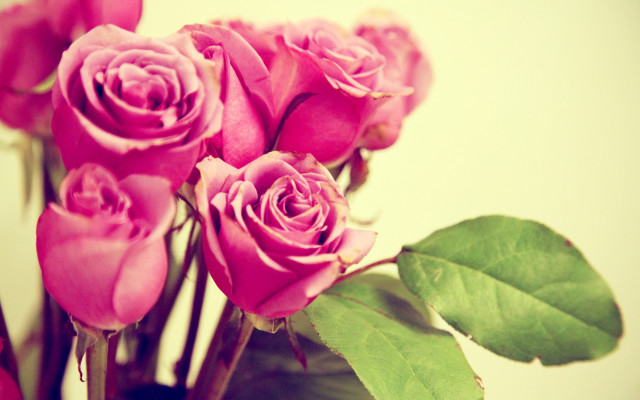 Pink roses vase green leaves #6 free wallpaper - medium preview image