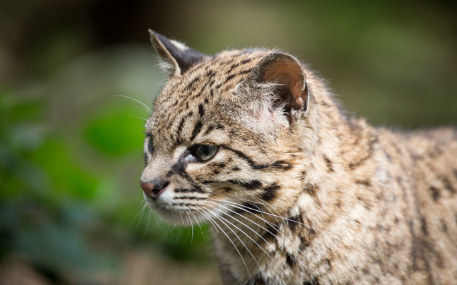 Cat closeup blurry background animal free wallpaper - medium preview image