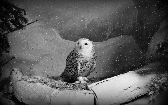 Snowy owl log snow black free wallpaper - medium preview image