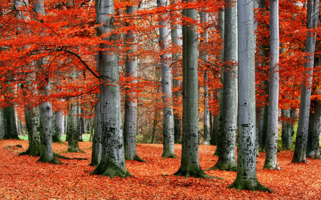 Forest autumn leaves torii shrine free wallpaper - medium preview image