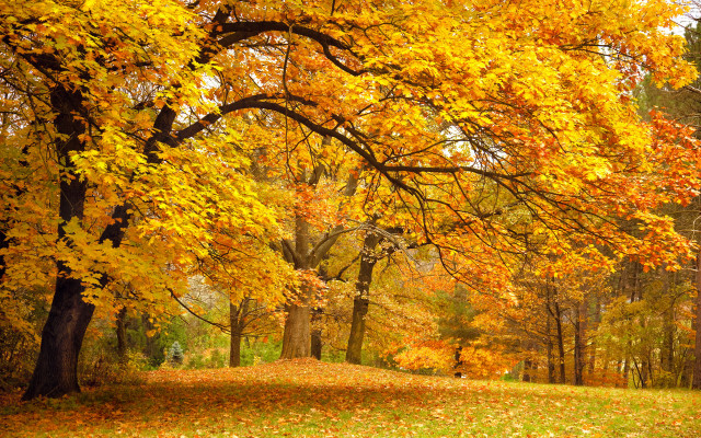 Park bench autumn leaves fiery free wallpaper - medium preview image