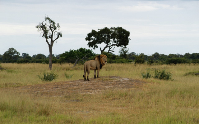 Lion drygrass tree bush wildlife free wallpaper - medium preview image