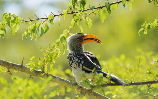 Bird branch forest green leaves free wallpaper - medium preview image