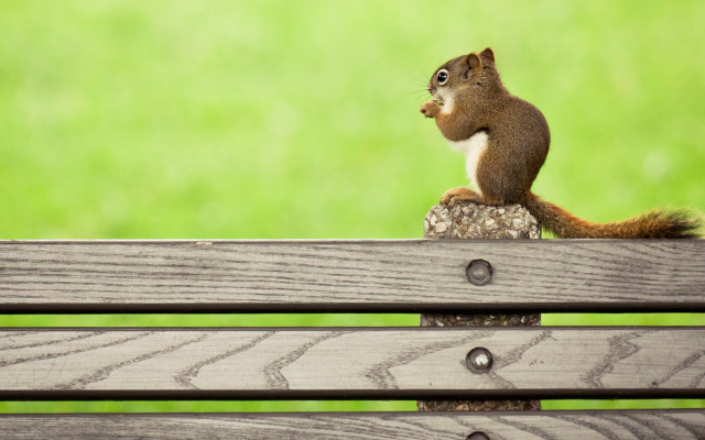 Squirrel wooden bench green field free wallpaper - medium preview image
