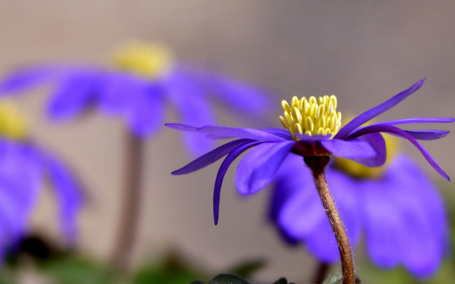 Purple flower yellow stamens blue free wallpaper - medium preview image