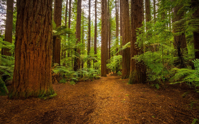 Forest path ferns trees trail free wallpaper - medium preview image