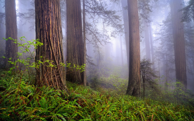 Foggy forest trees green nature #2 free wallpaper - medium preview image