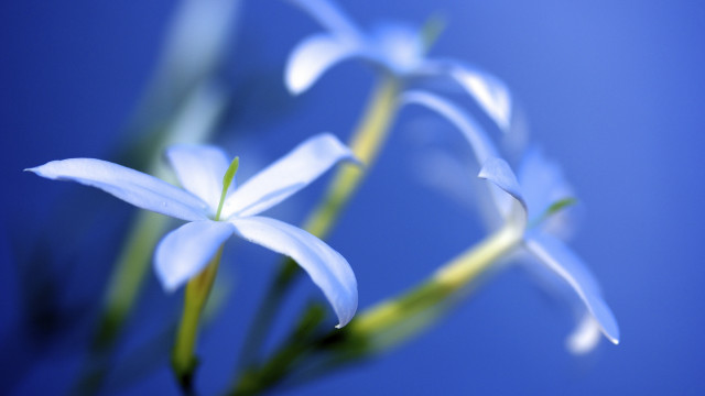Flower blurry bokeh blue background #2 free wallpaper - medium preview image