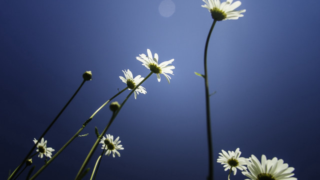 Daisy sun blue sky white free wallpaper - medium preview image