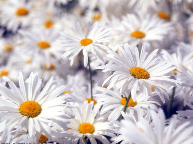 Daisy field impressionism blurry background free wallpaper - medium preview image
