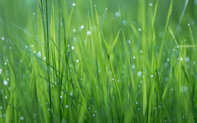 Grass water droplets macro photorealism free wallpaper - medium preview image