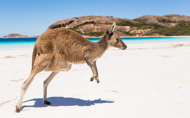 Kangaroo beach ocean mountains blue free wallpaper - medium preview image