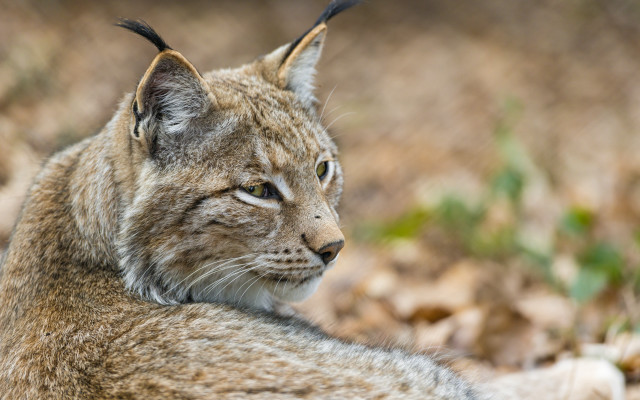 Cat serious look leaves ground free wallpaper - medium preview image