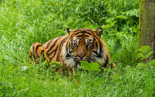 Tiger laying in tall grass free wallpaper - medium preview image