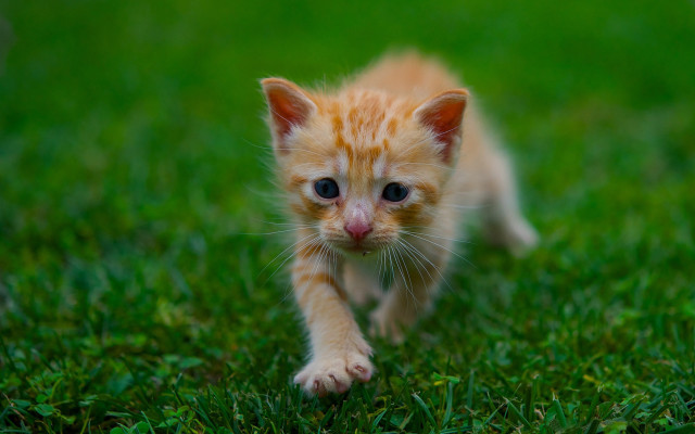 Small kitten green field blurry free wallpaper - medium preview image
