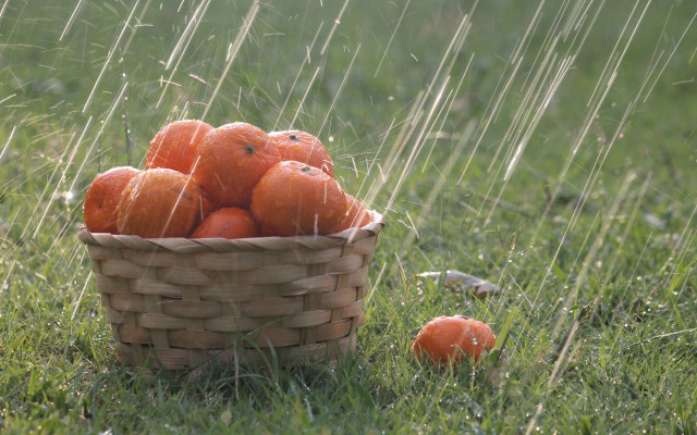 Basket oranges rain fence nature free wallpaper - medium preview image