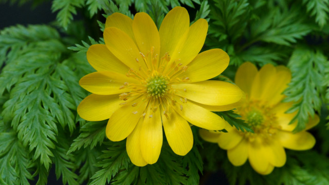 Yellow flower closeup macro nature free wallpaper - medium preview image