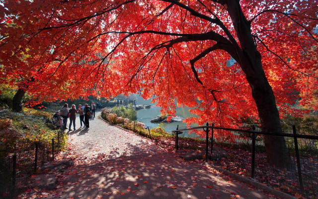 Autumn leaves tree lake pagoda free wallpaper - medium preview image