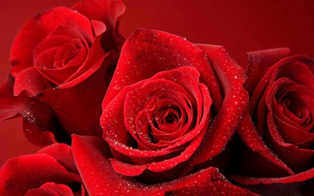 Red roses water droplets black #3 free wallpaper - medium preview image