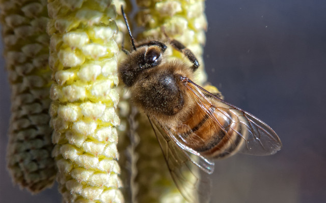 Bee plant yellowflowers macro naturalisme free wallpaper - medium preview image