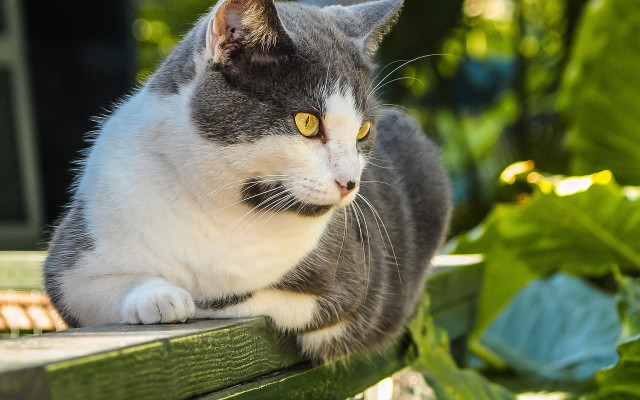 Curious cat on wooden bench free wallpaper - medium preview image
