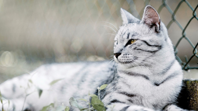 Sad cat by fence blurry free wallpaper - medium preview image