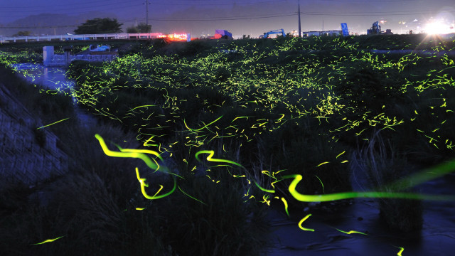 Green train night lights fireflies free wallpaper - medium preview image