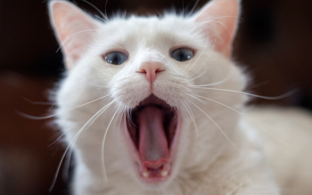 White cat open mouth blue free wallpaper - medium preview image