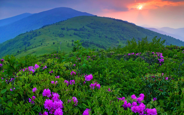 Mountain flower field sunset clouds #3 free wallpaper - medium preview image