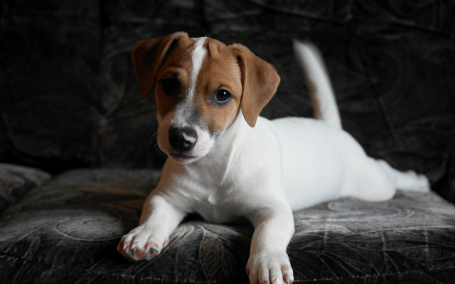 Puppy couch sad eyes photorealism free wallpaper - medium preview image