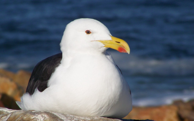 Seagull rock ocean yellow beak free wallpaper - medium preview image