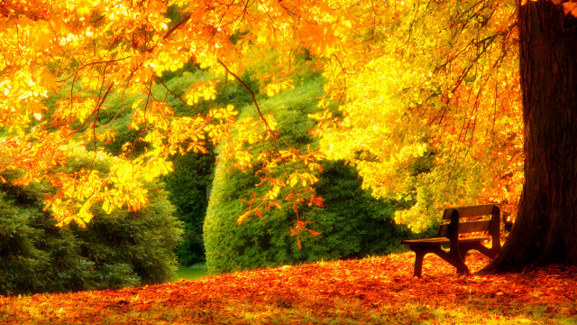Autumn park bench leaves orange free wallpaper - medium preview image