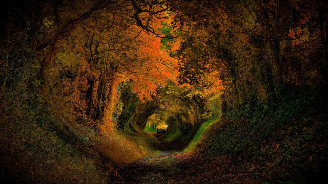 Narrow road autumn trees starry free wallpaper - medium preview image