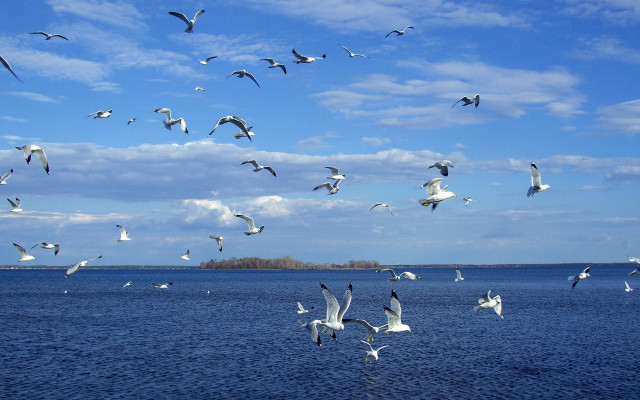 Seagulls water island blue sky free wallpaper - medium preview image