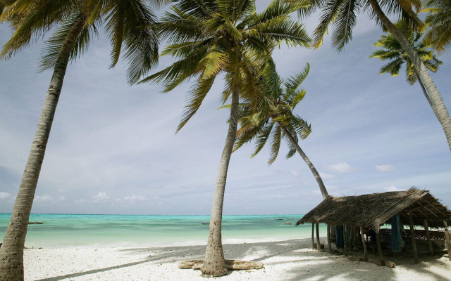 Beach hut palm trees blue #3 free wallpaper - medium preview image