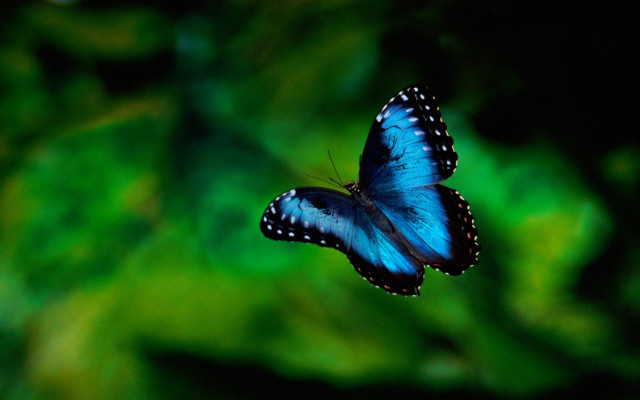 Blue butterfly green leaf macro free wallpaper - medium preview image