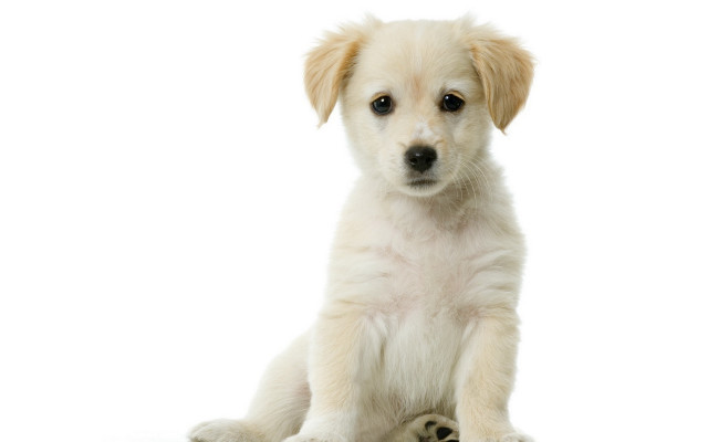 White dog polar shiba adorable free wallpaper - medium preview image