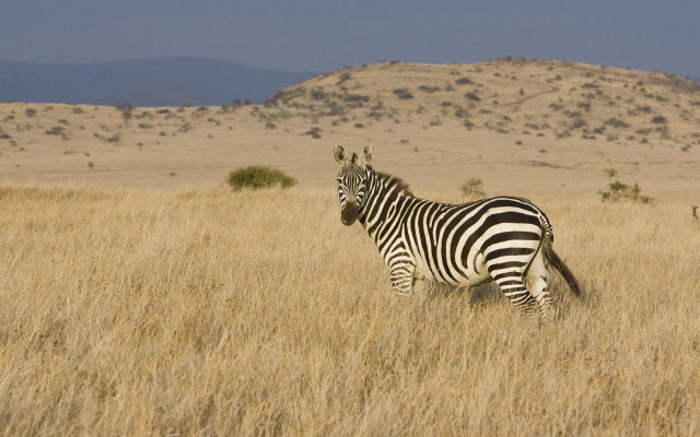 Zebra drygrass mountain sunny day free wallpaper - medium preview image