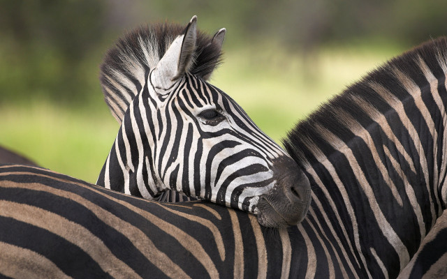 Zebra closeup animals naturalism jigsaw free wallpaper - medium preview image