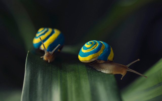 Yellow blue swirl snails green free wallpaper - medium preview image