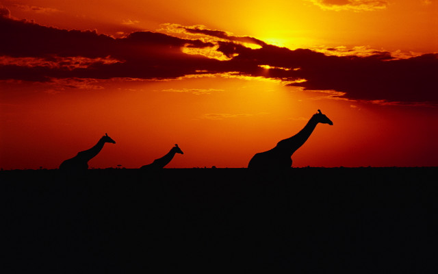 Giraffes sunset field wildlife matte free wallpaper - medium preview image