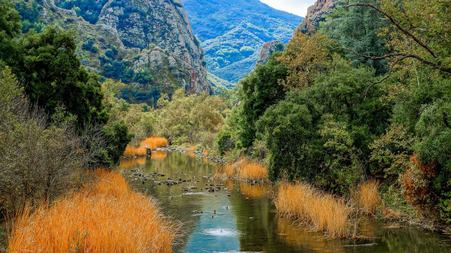 River trees mountains ducks landscape free wallpaper - medium preview image
