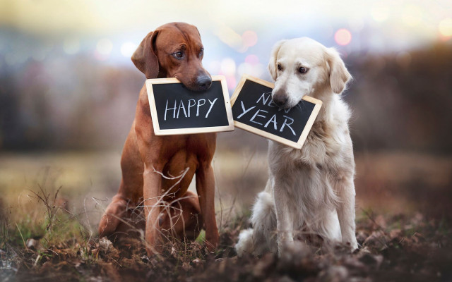 Two dogs holding happy new free wallpaper - medium preview image
