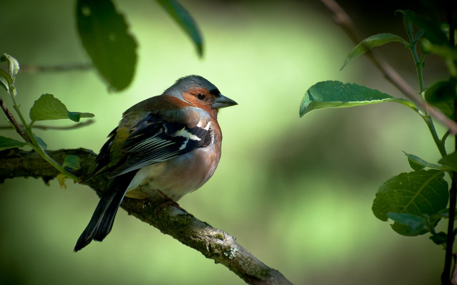 Bird branch leaves blurry background free wallpaper - medium preview image