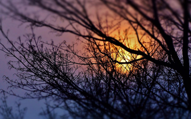 Bare tree sunset foggy branches free wallpaper - medium preview image