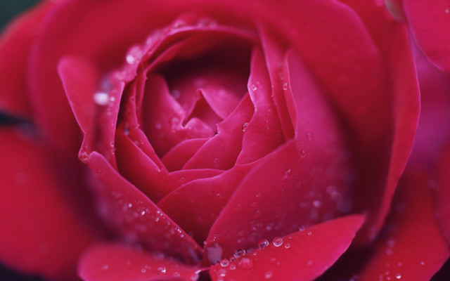 Red rose water droplets macro #5 free wallpaper - medium preview image