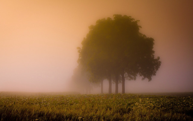 Foggy field three trees grass free wallpaper - medium preview image